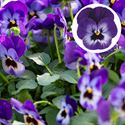 Afbeelding van Viola P9 kleinbloemig Deltini Violet bleu